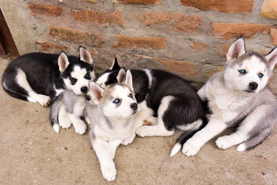 4 cachorros juntos