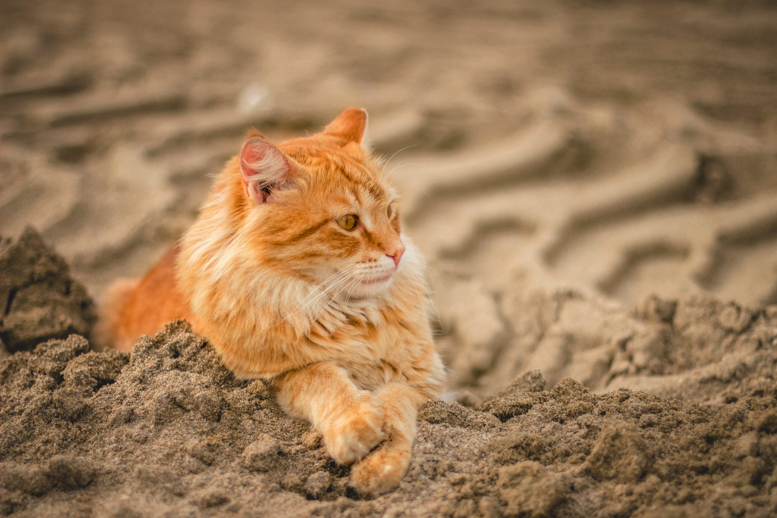 Como escolher a areia ideal para os gatos?